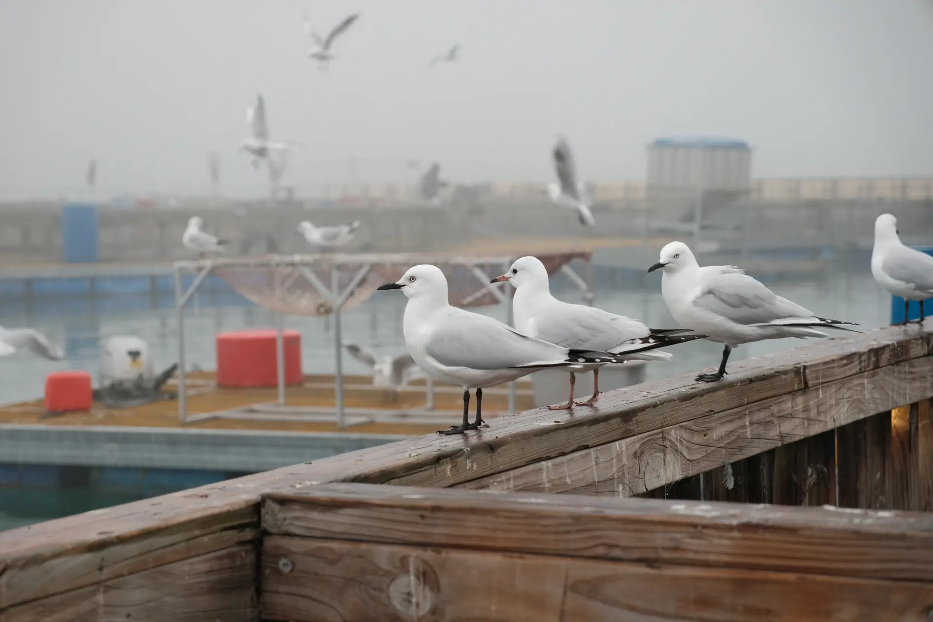 Selected photographs — photograph 12